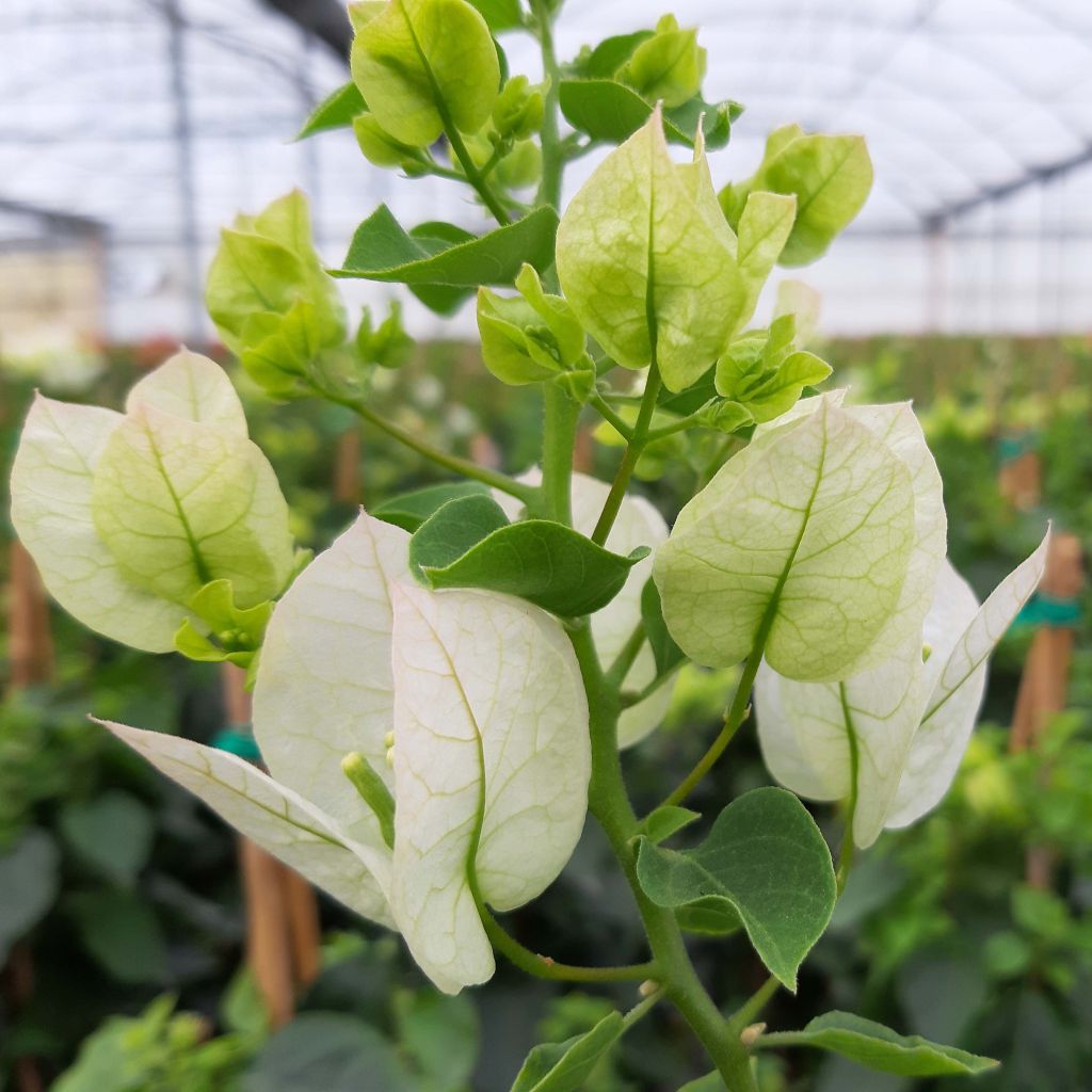 Bougainvillée spectabilis Blanc