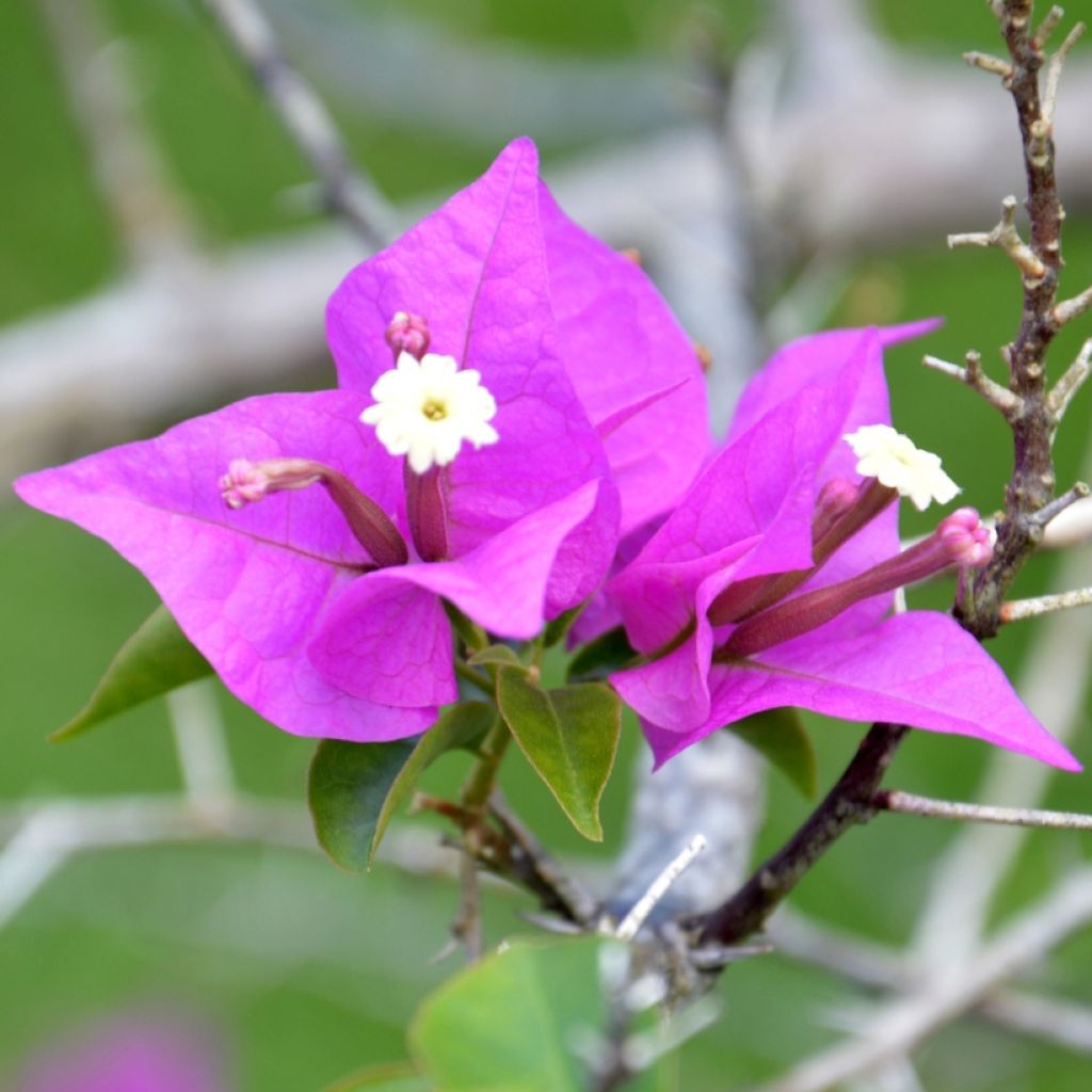 Bougainvillea Violet de Meze