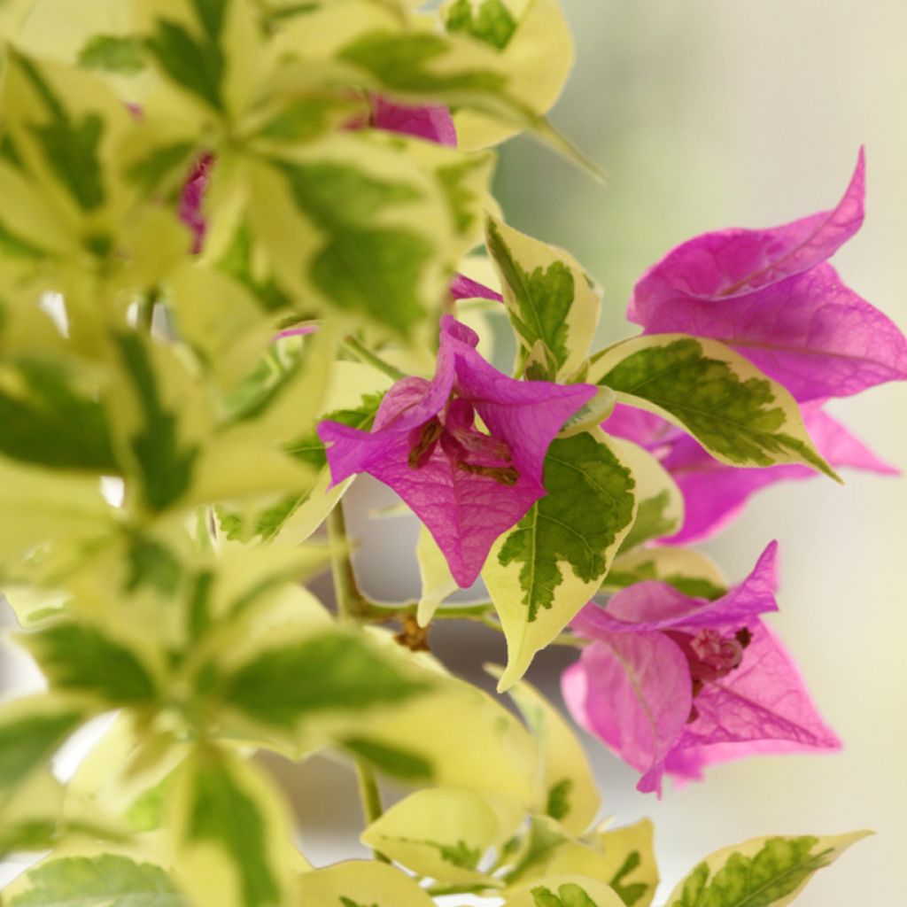 Bougainvillier glabra Variegata