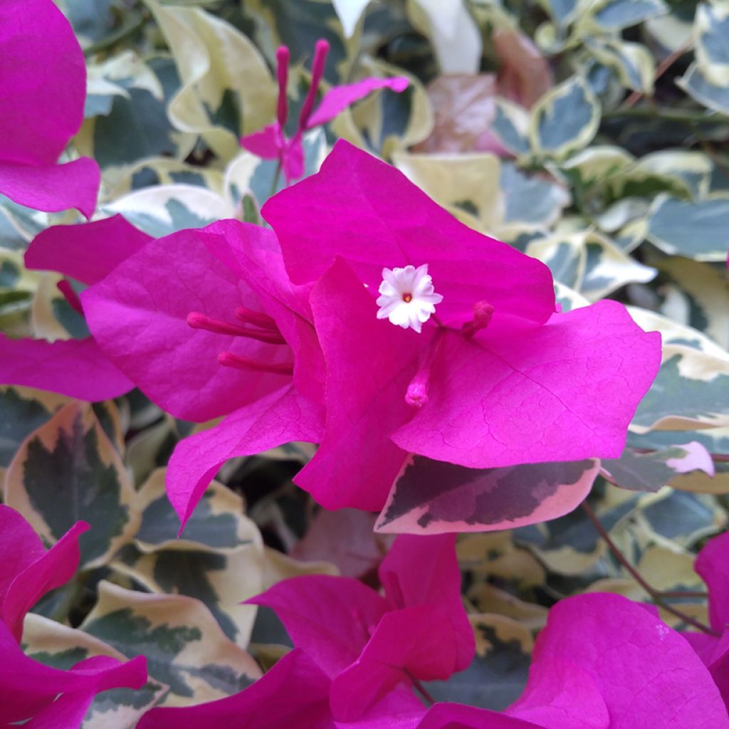 Bougainvillier glabra Variegata