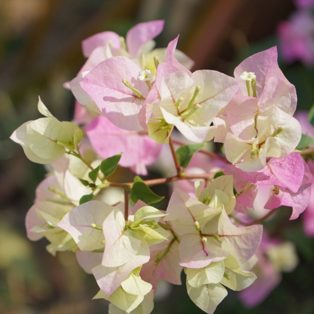 Bougainvillea spectabilis Bianco-rosa