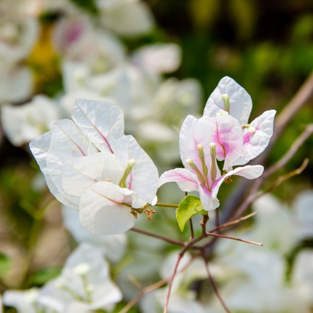 Bougainvillea spectabilis Bianco-rosa