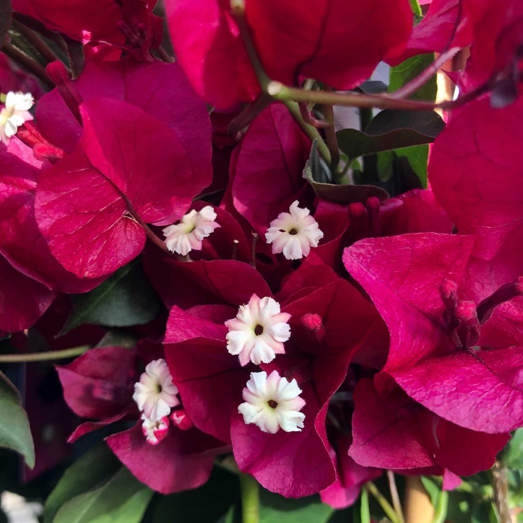 Bougainvillier spectabilis Rouge foncé