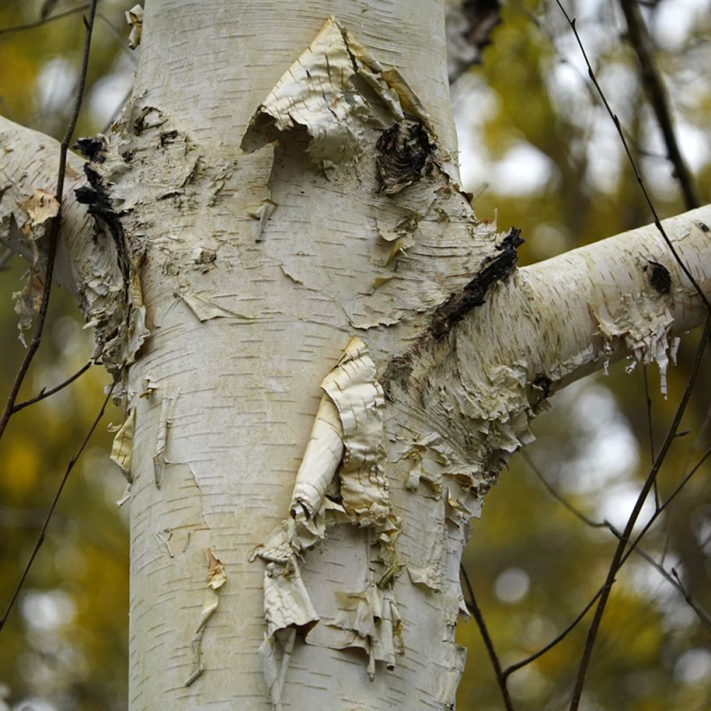 Betula utilis var. jacquemontii Doorenbos - Betulla dell’Himalaya