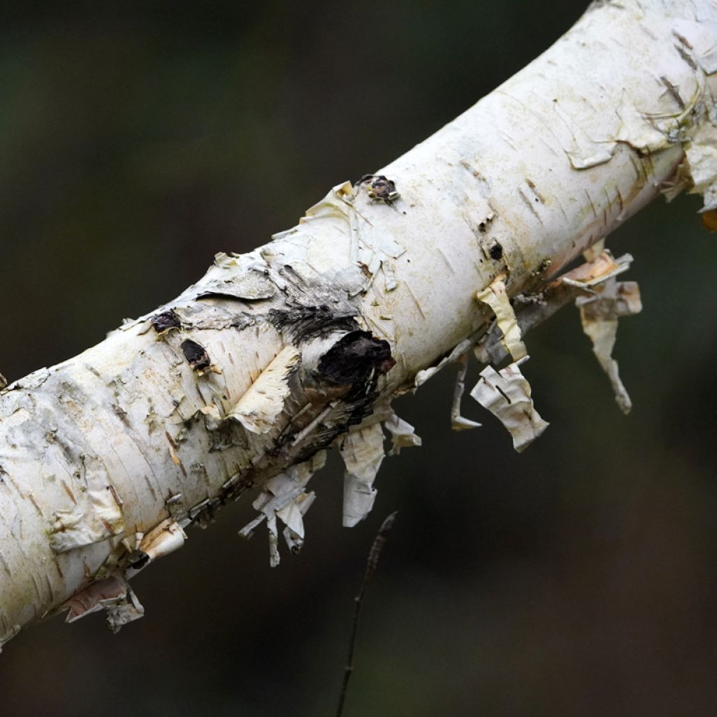 Betula utilis var. jacquemontii Doorenbos - Betulla dell’Himalaya