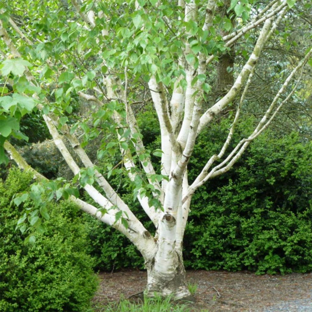 Betula utilis var. jacquemontii Doorenbos - Betulla dell’Himalaya