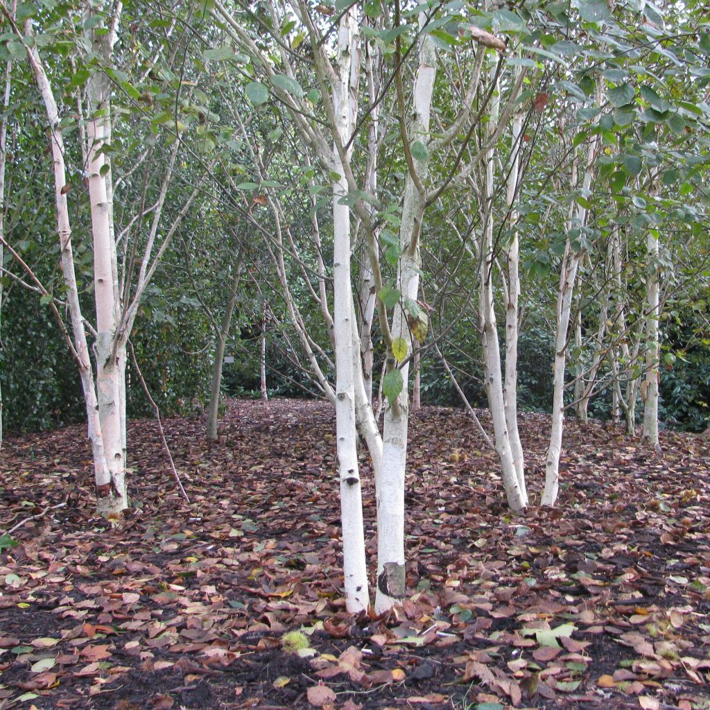 Betula utilis var. jacquemontii Doorenbos - Betulla dell’Himalaya