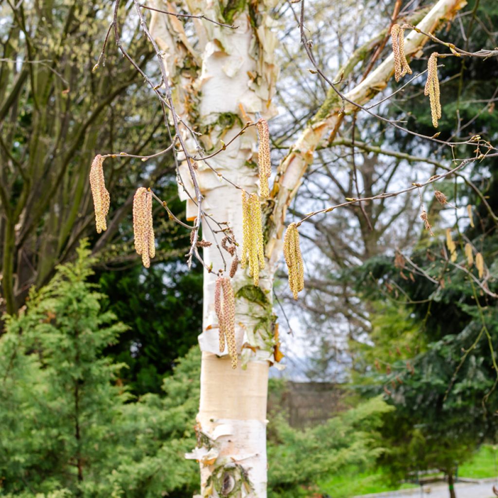 Betula albosinensis Fascination - Betulla cinese