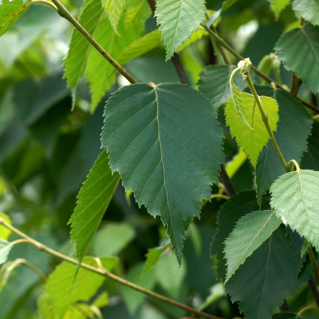 Betula albosinensis Fascination - Betulla cinese