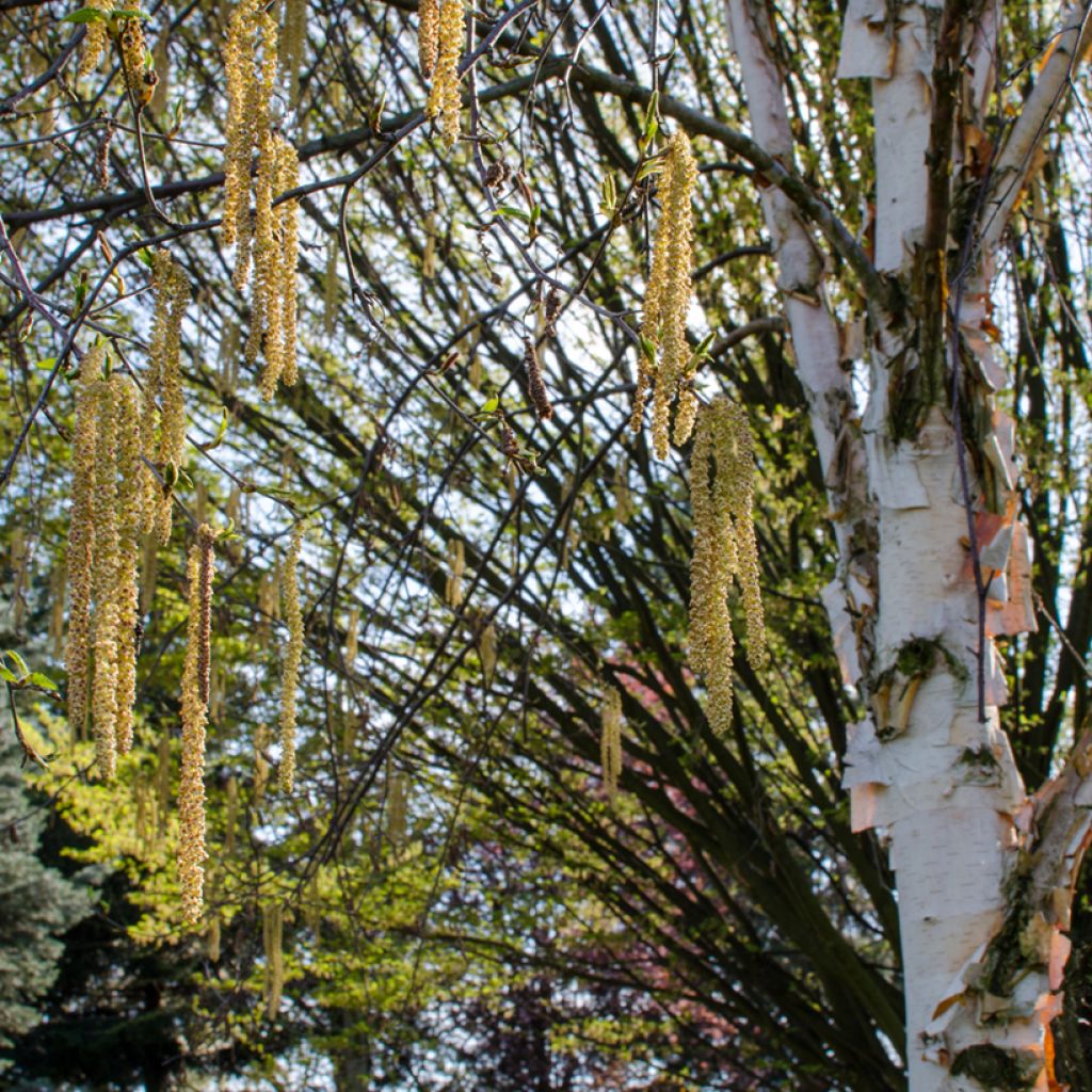 Betula albosinensis Fascination - Betulla cinese