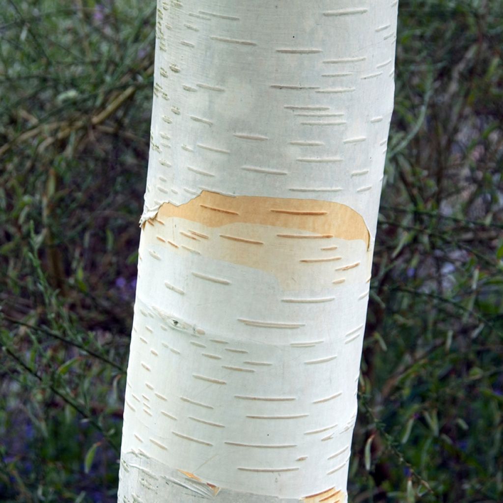 Betula utilis var. jacquemontii - Betulla dell’Himalaya