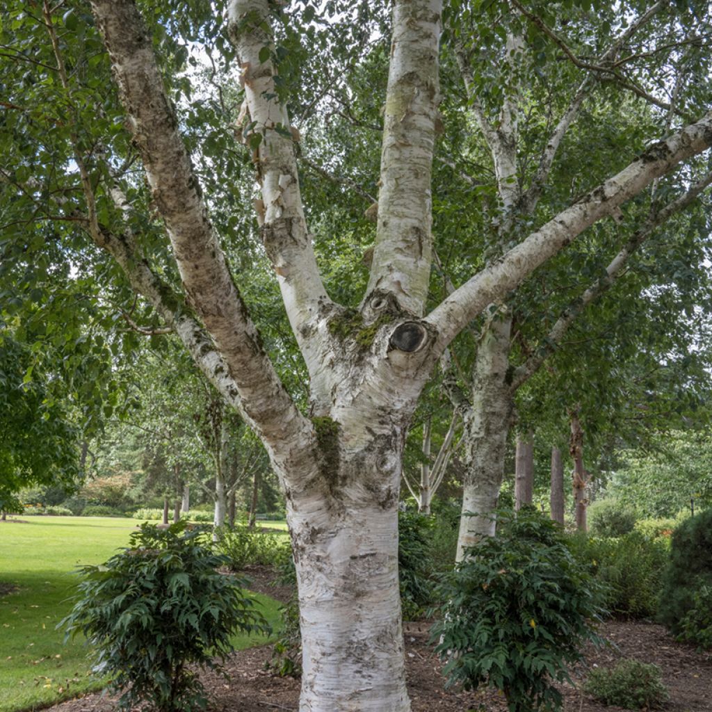 Betula utilis var. jacquemontii - Betulla dell’Himalaya