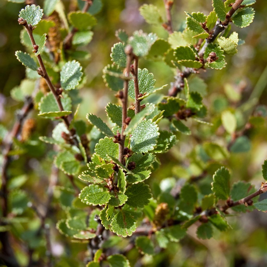 Betula nana - Betulla nana