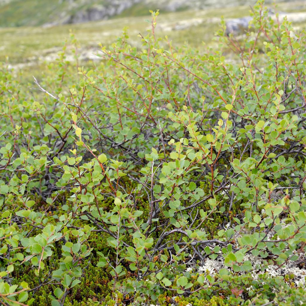 Betula nana - Betulla nana