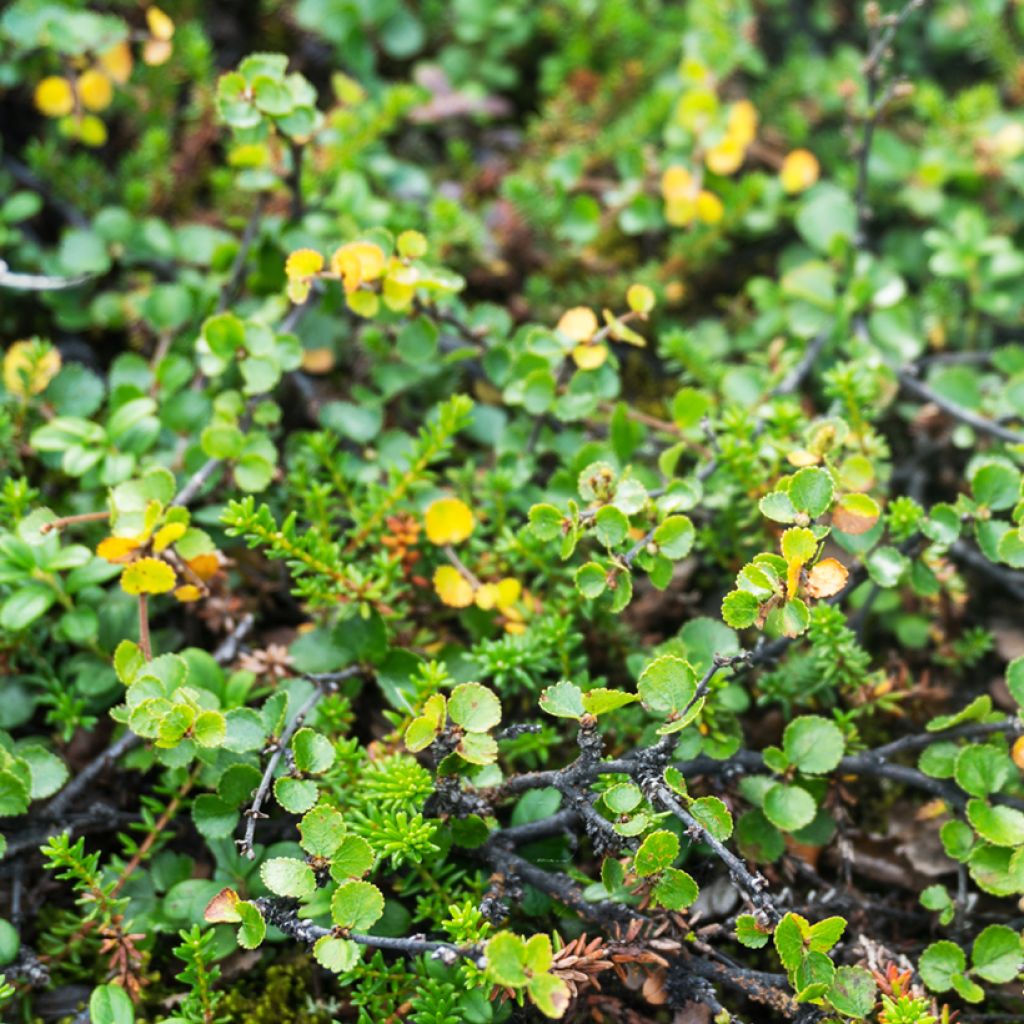 Betula nana - Betulla nana