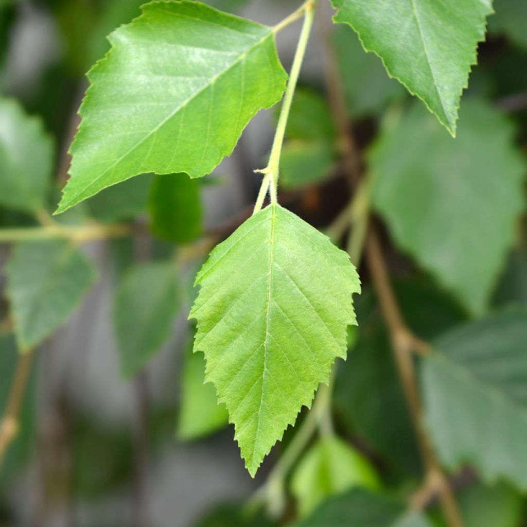 Betula nigra Summer Cascade - Betulla nera