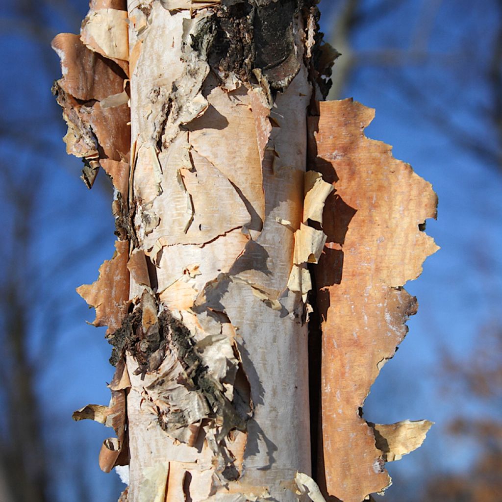 Betula nigra - Betulla nera