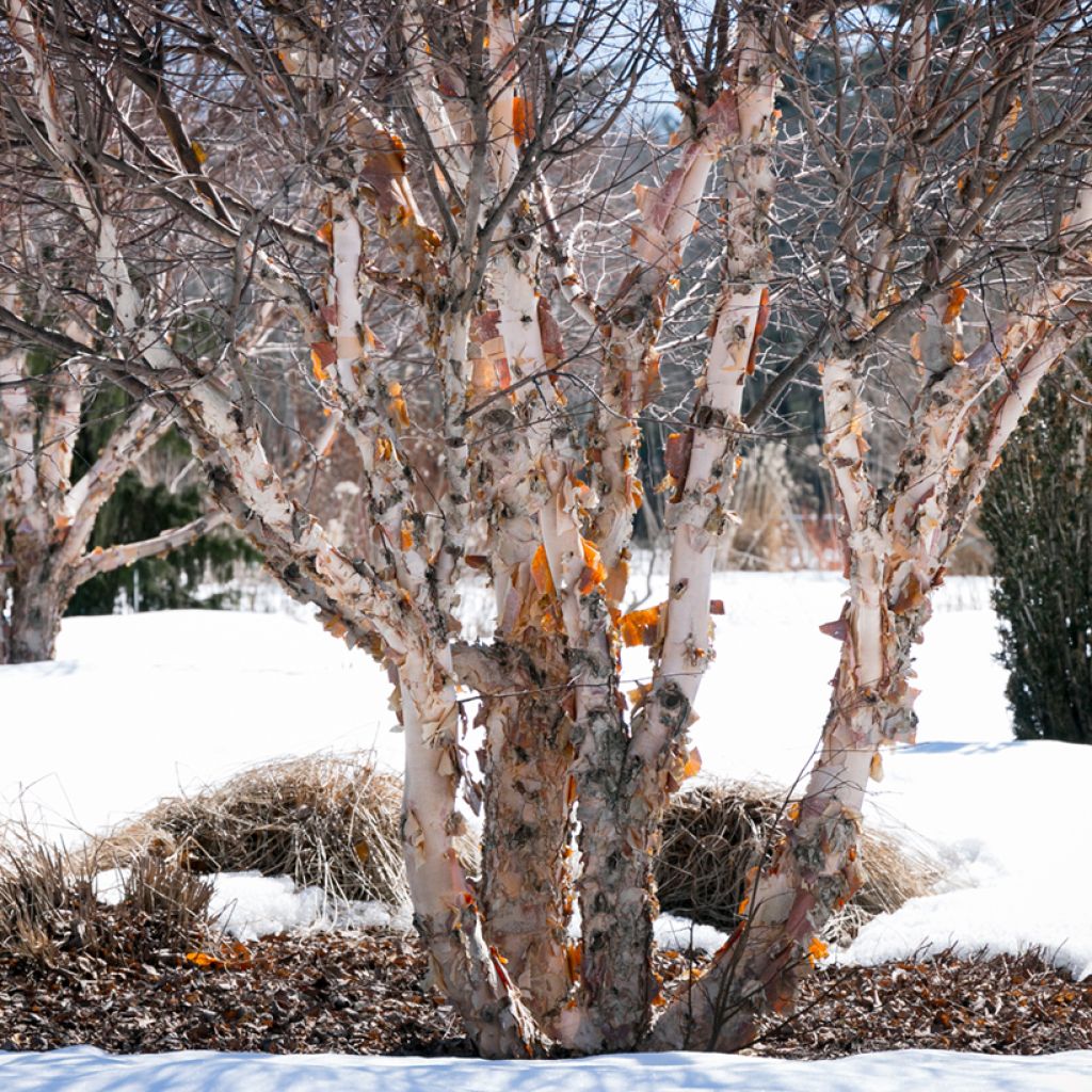 Betula nigra - Betulla nera