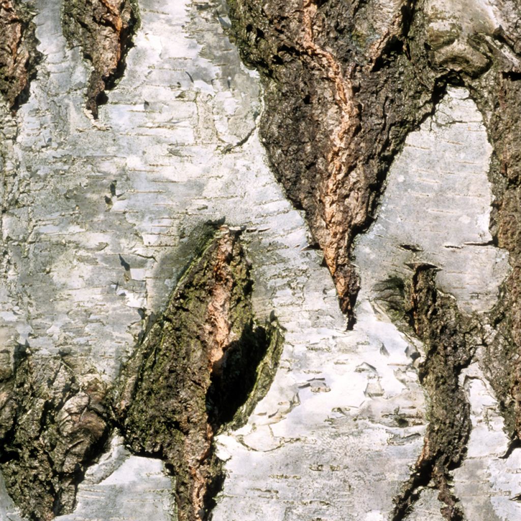 Betula pendula Crispa - Betulla bianca