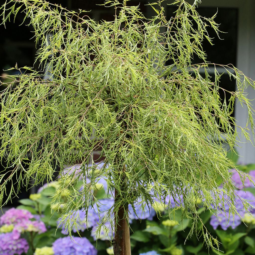 Betula pendula Karaca - Betulla bianca