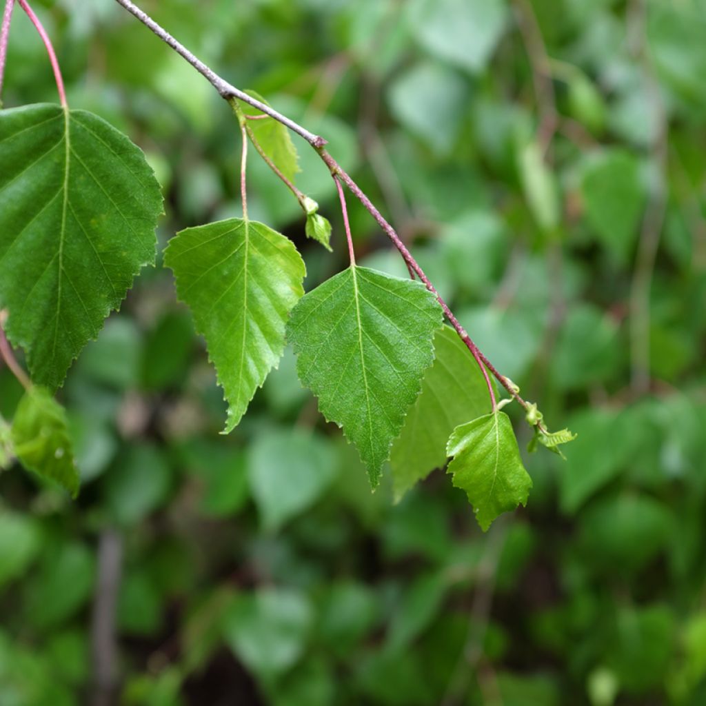 Betula pendula Youngii - Betulla bianca