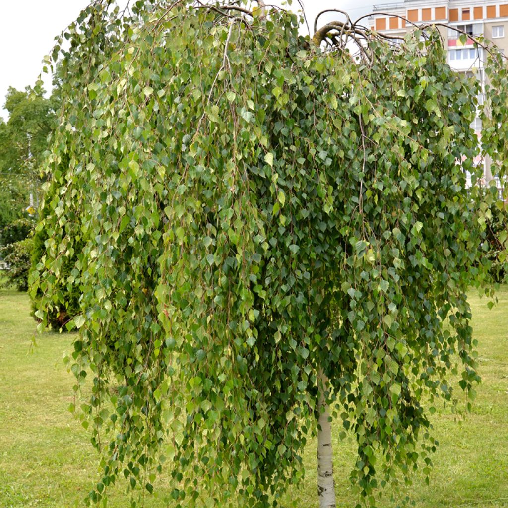 Betula pendula Youngii - Betulla bianca