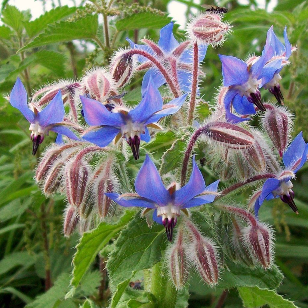 Borago officinalis Bio - Borragine comune