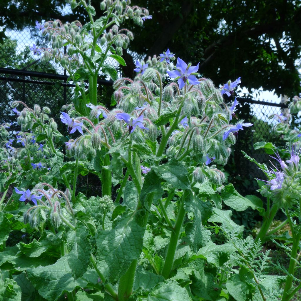 Borago officinalis Bio - Borragine comune