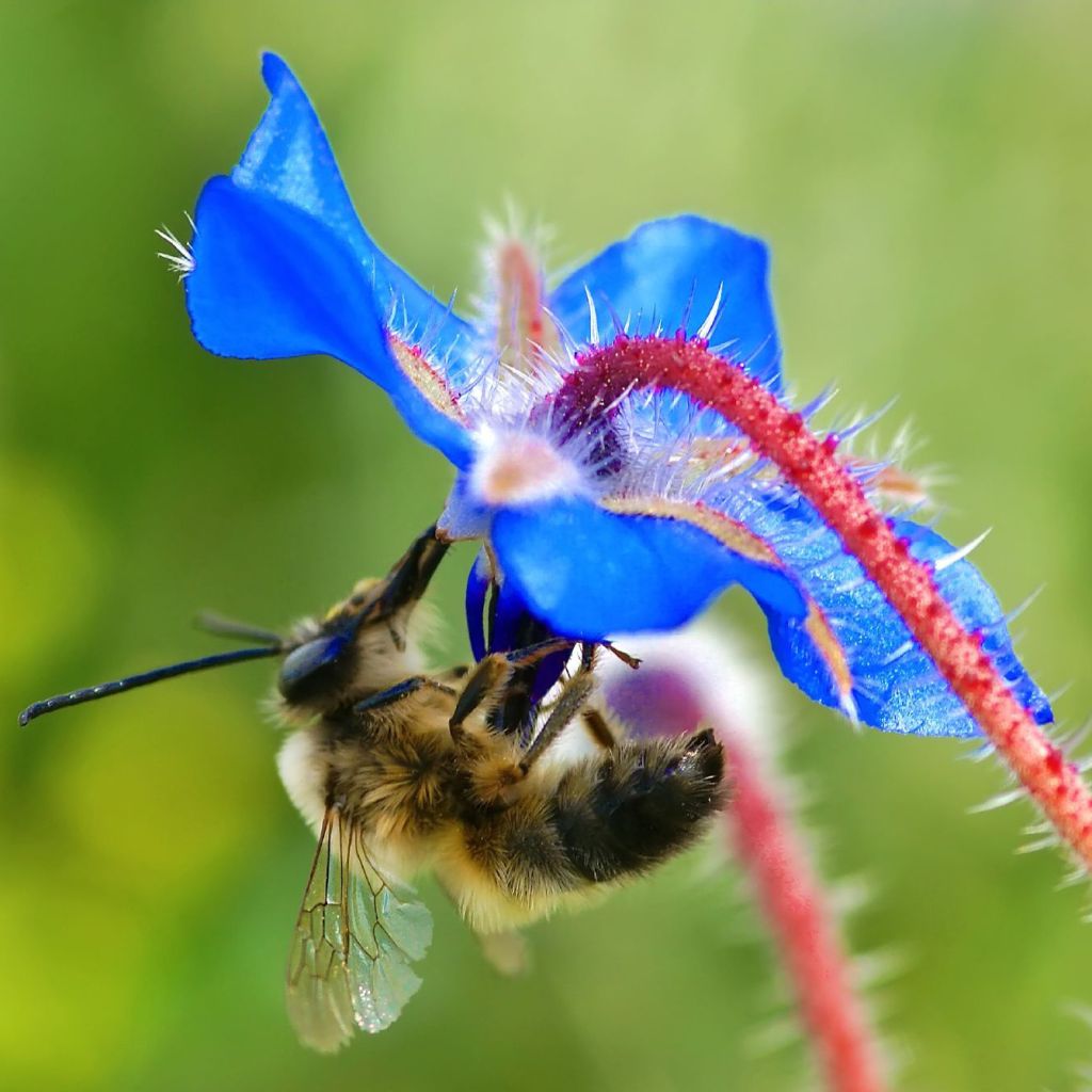 Borago officinalis Bio - Borragine comune