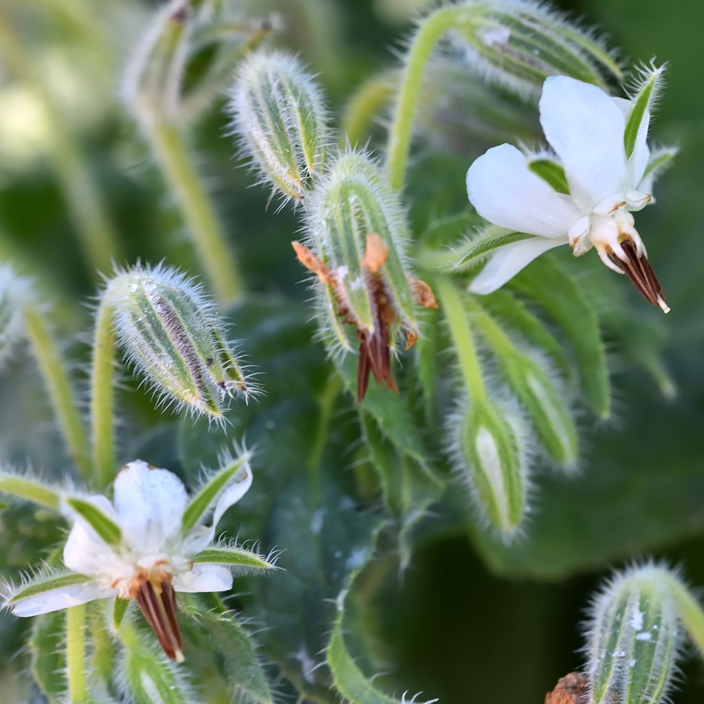 Borago officinalis Alba - Borragine comune