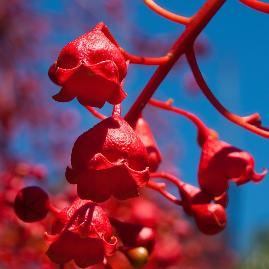 Brachychiton acerifolius