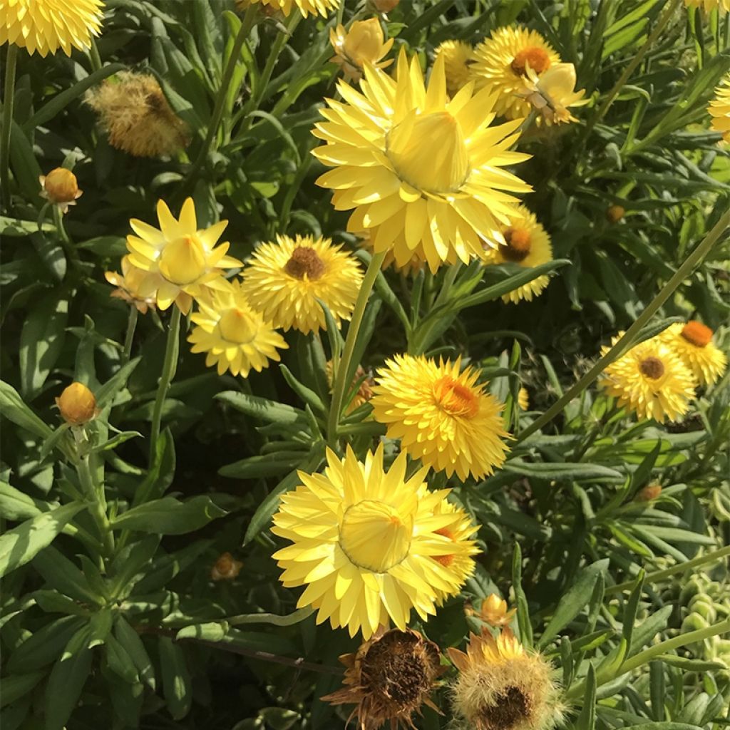 Bracteantha Granvia Gold - Immortelle