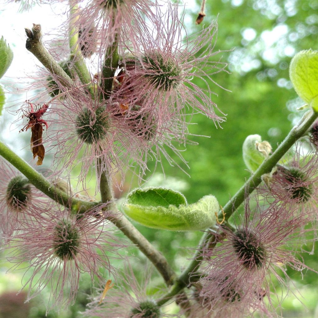 Broussonetia papyrifera - Mûrier de Chine ou à papier