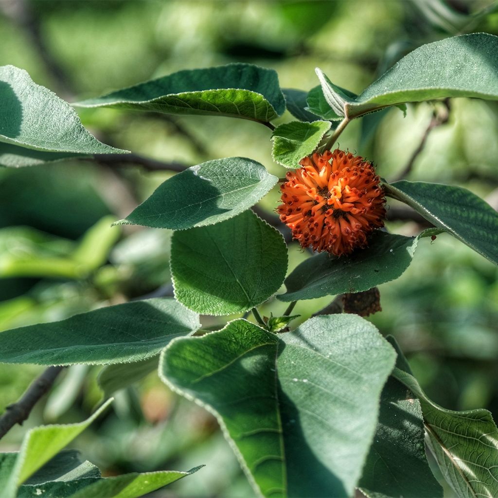 Broussonetia papyrifera - Mûrier de Chine ou à papier