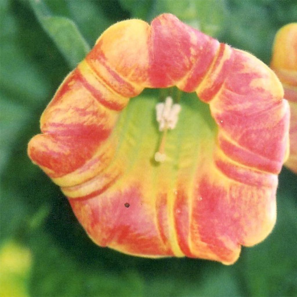 Brugmansia sanguinea