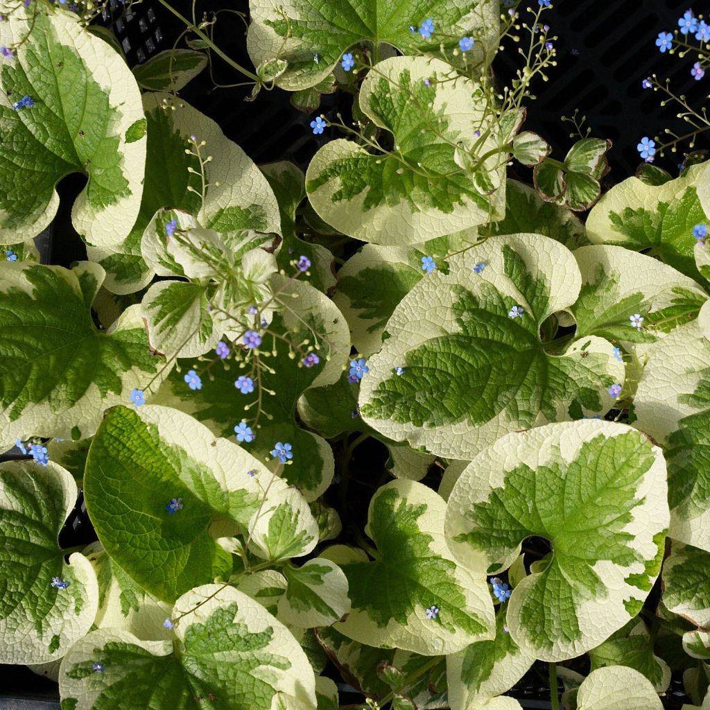 Brunnera macrophylla Dawson s White, Myosotis du Caucase