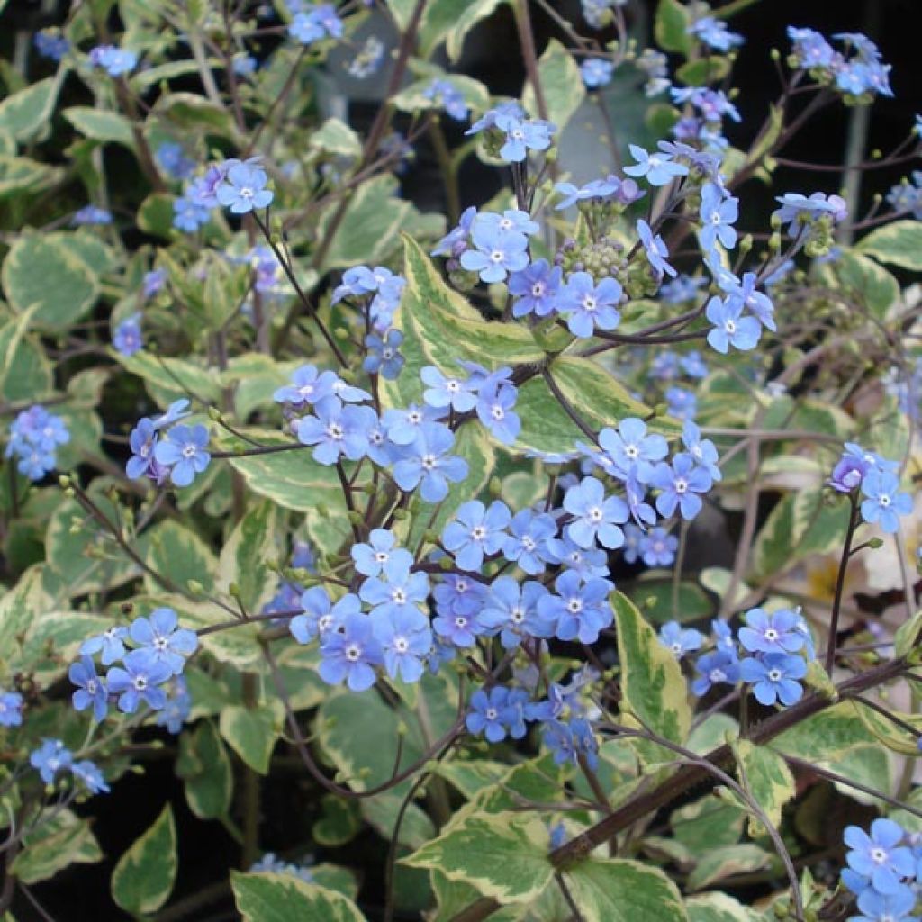 Brunnera macrophylla Haspen cream, Myosotis du Caucase