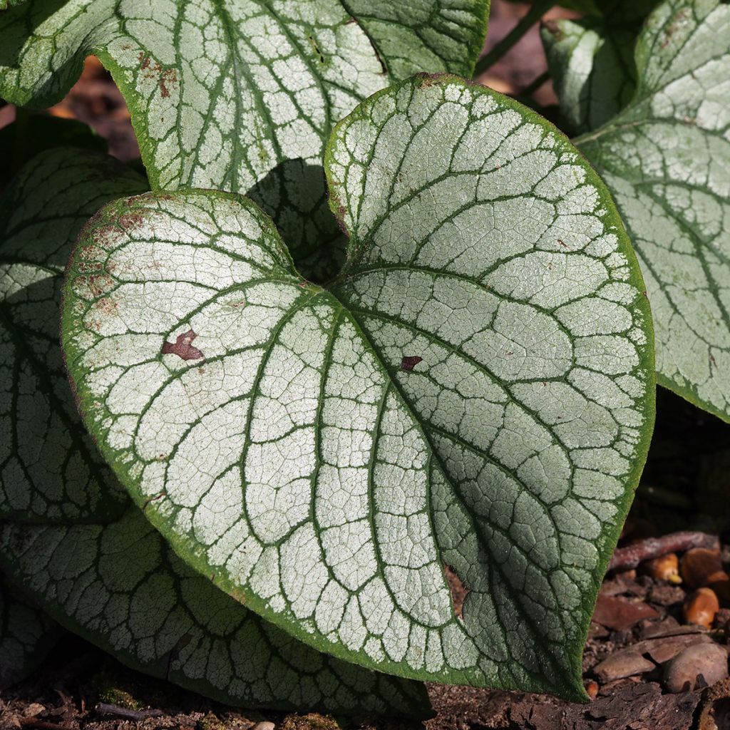 Brunnera macrophylla Jack's Gold