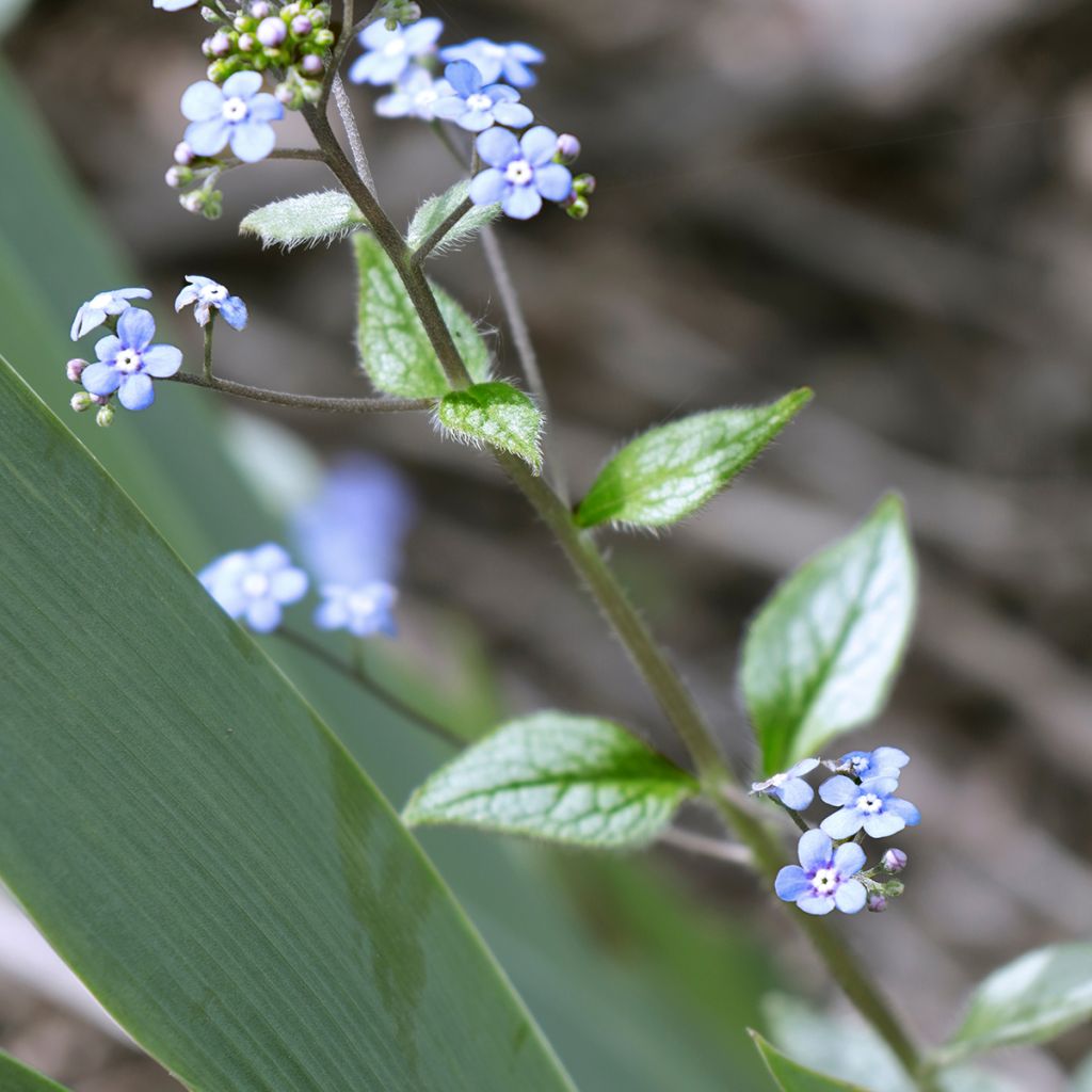 Brunnera macrophylla Looking Glass