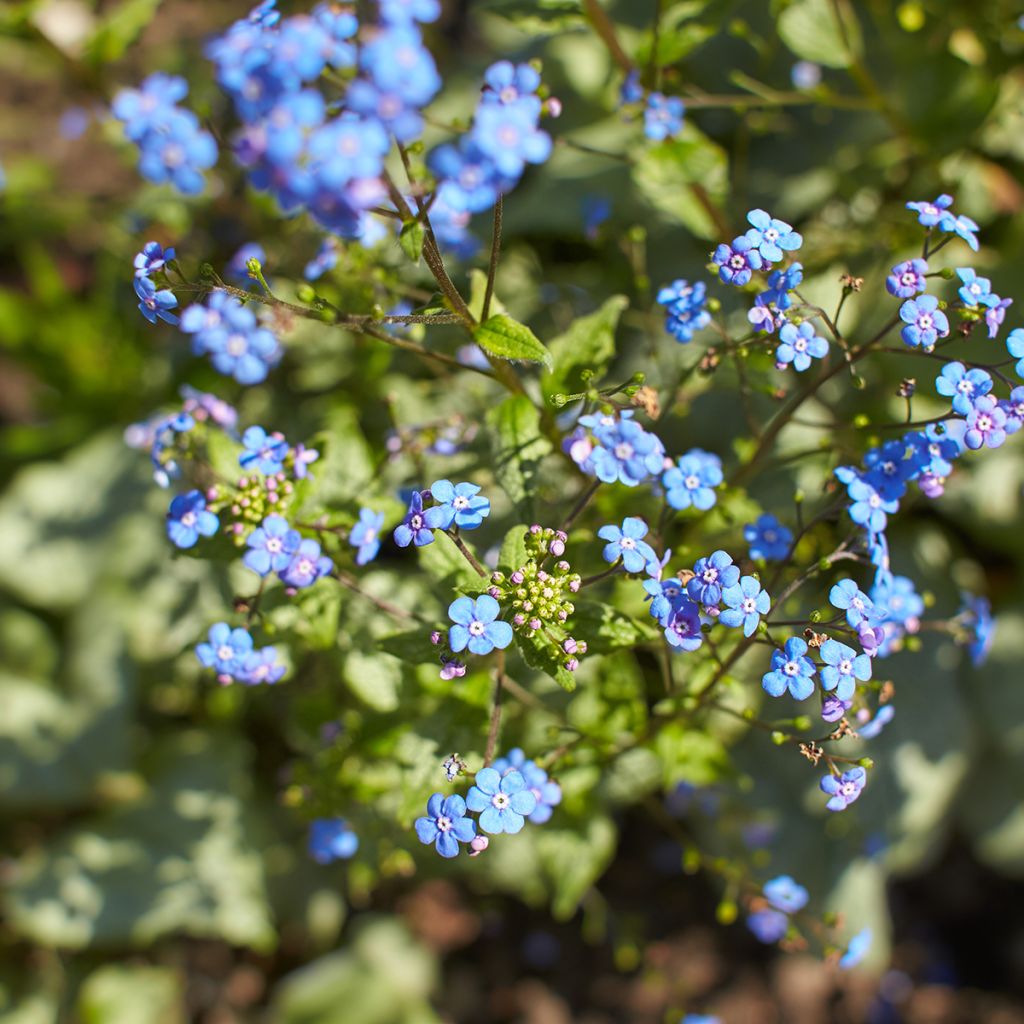 Brunnera macrophylla Looking Glass