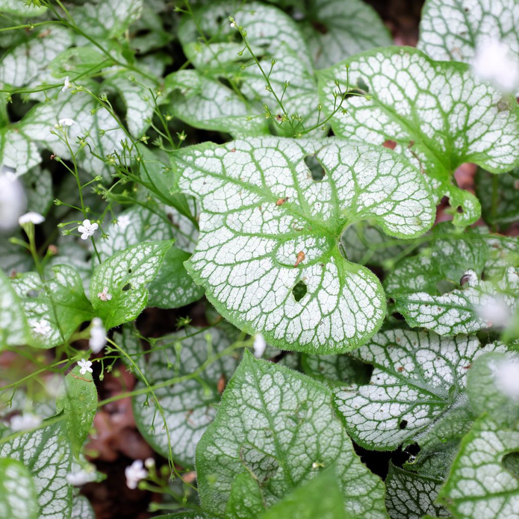 Brunnera macrophylla Mr Morse