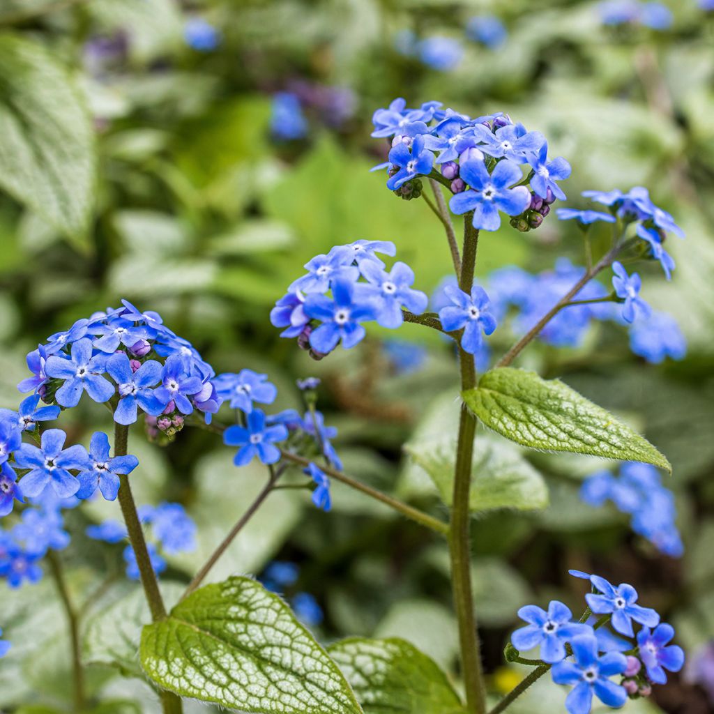 Brunnera macrophylla