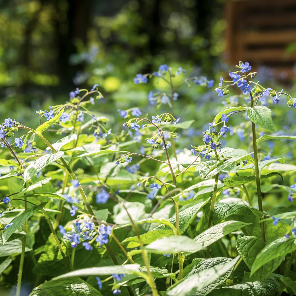 Brunnera macrophylla