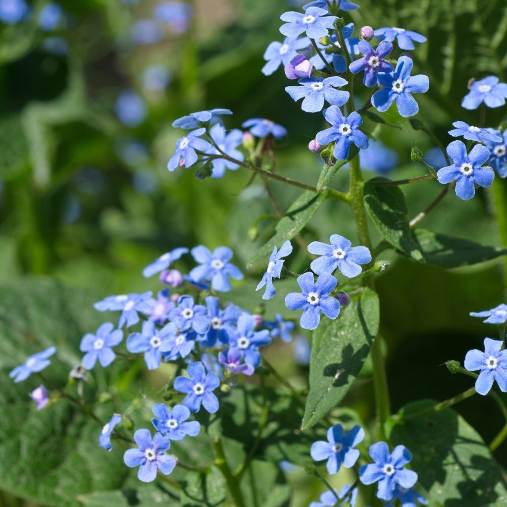 Brunnera macrophylla