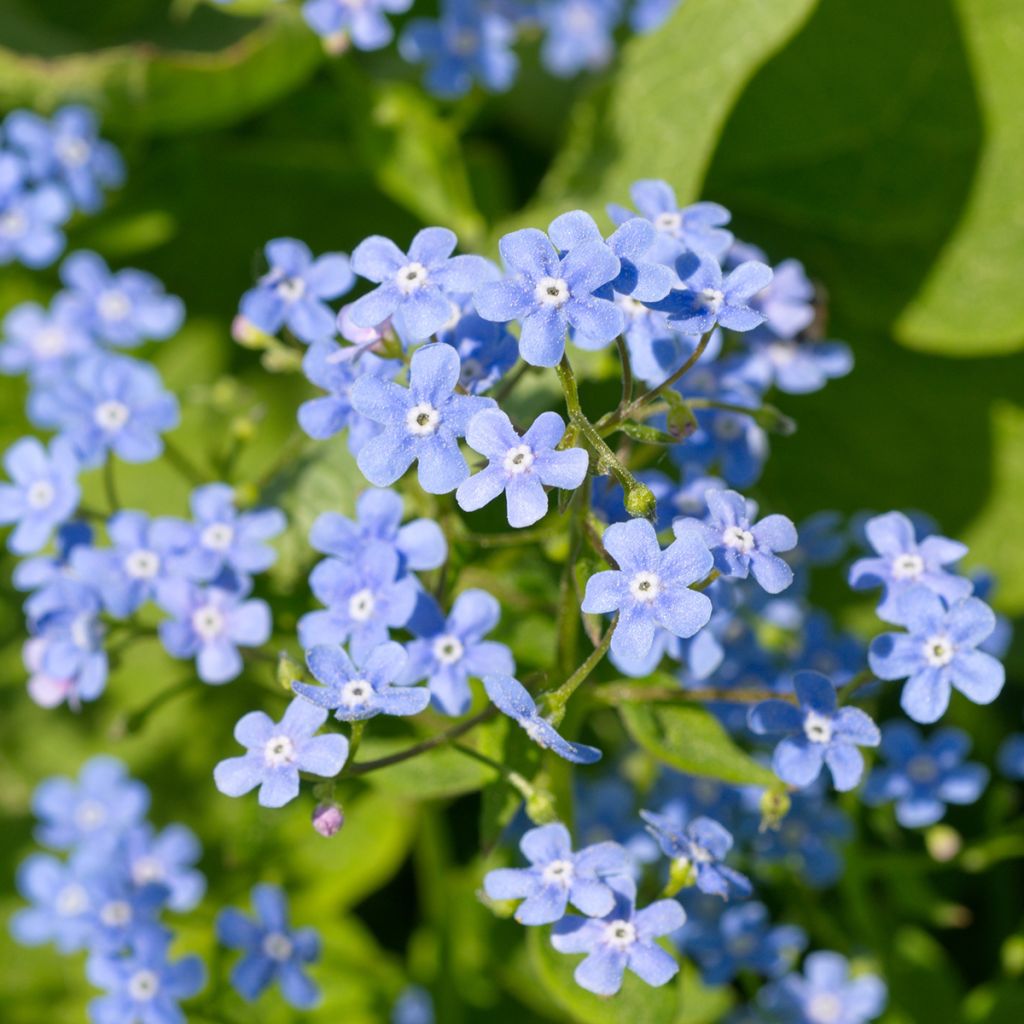 Brunnera macrophylla