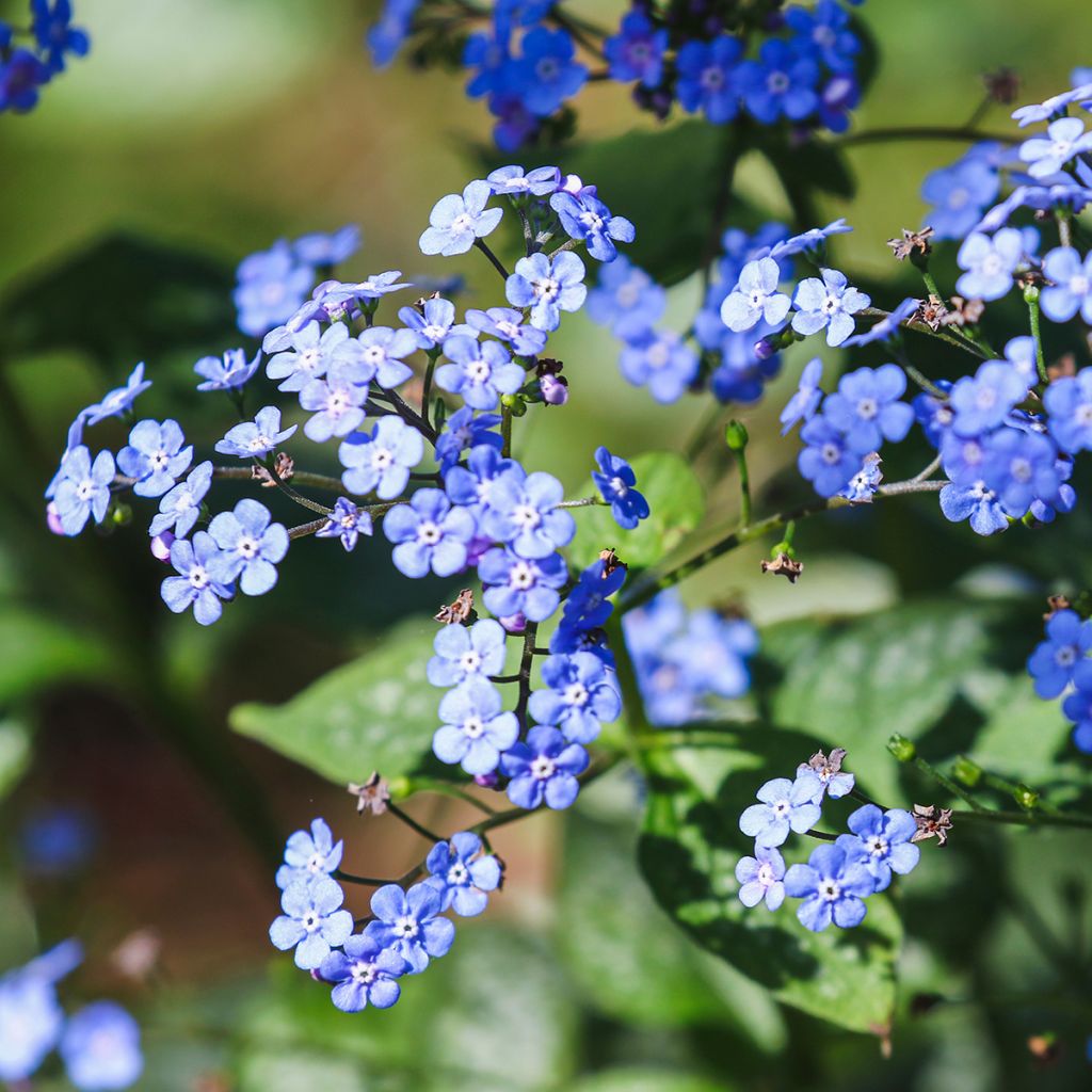 Brunnera macrophylla