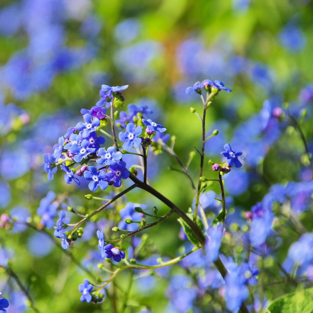 Brunnera macrophylla