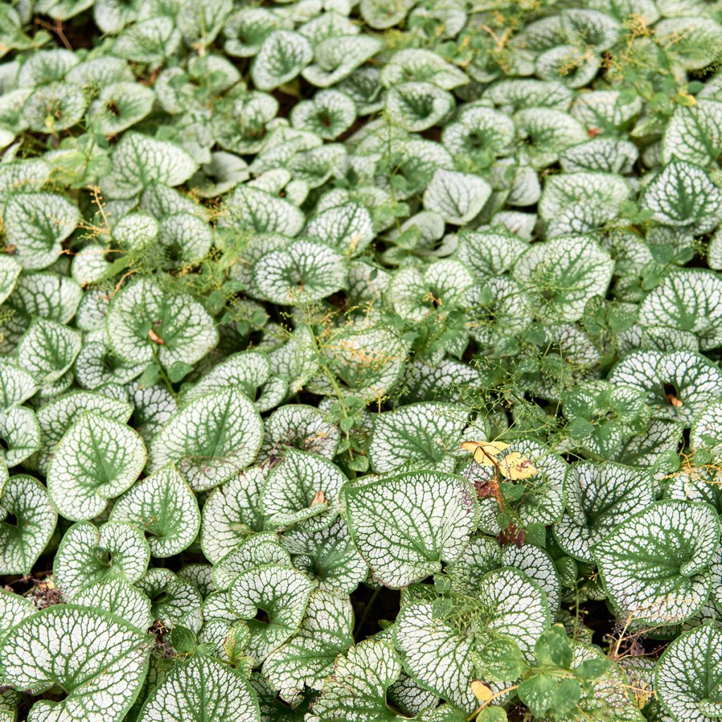 Brunnera macrophylla Silver Heart