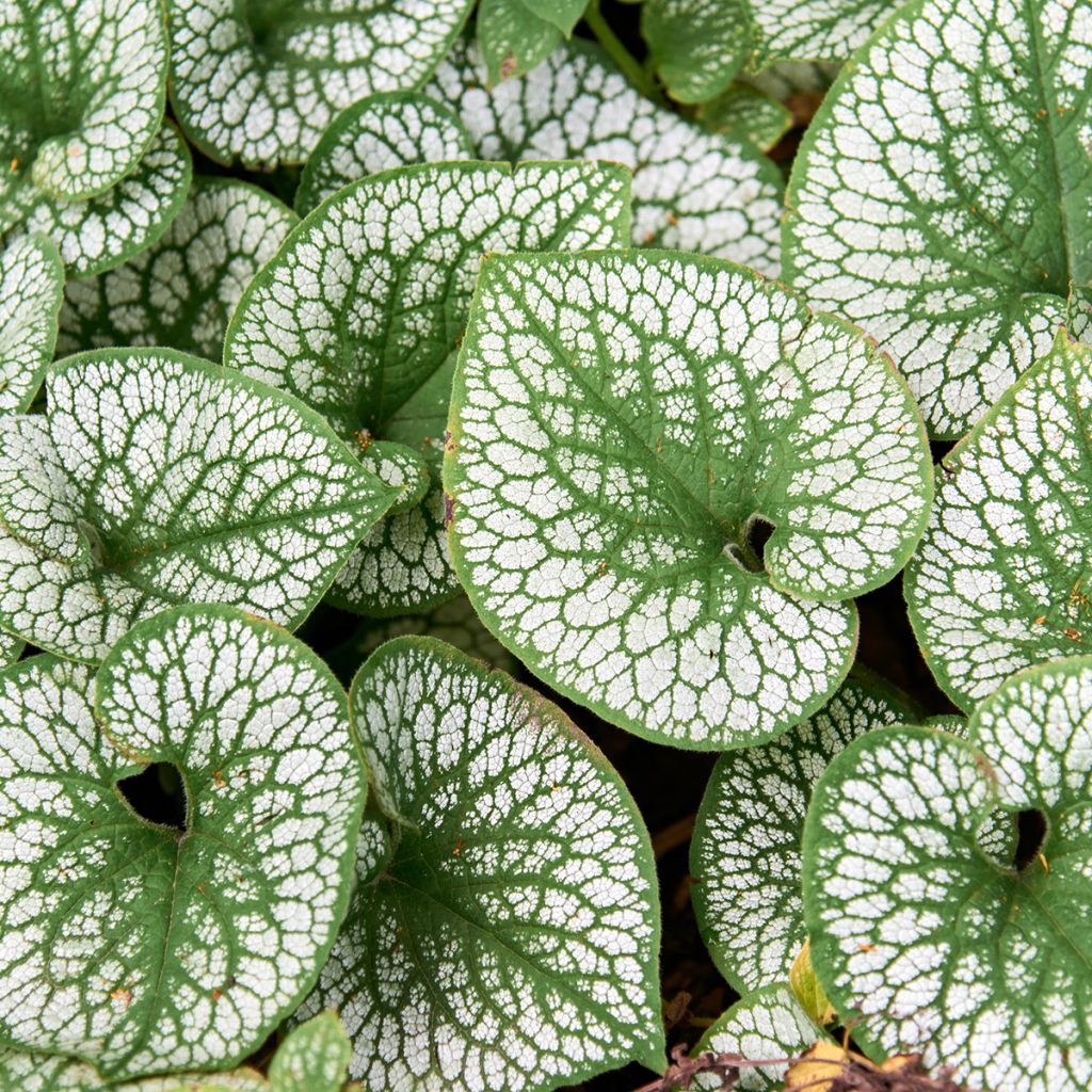 Brunnera macrophylla Silver Heart