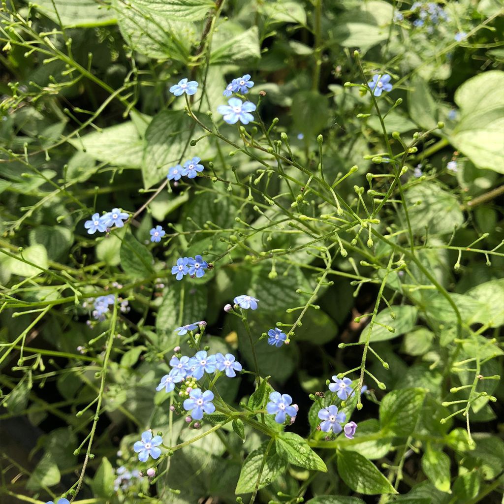 Brunnera macrophylla Silver Heart® - Myosotis du Caucase